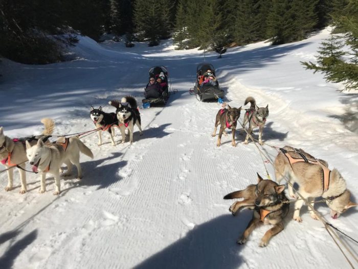 Une sortie chiens de traineaux pour participer aux km du coeur de Zicomatic !